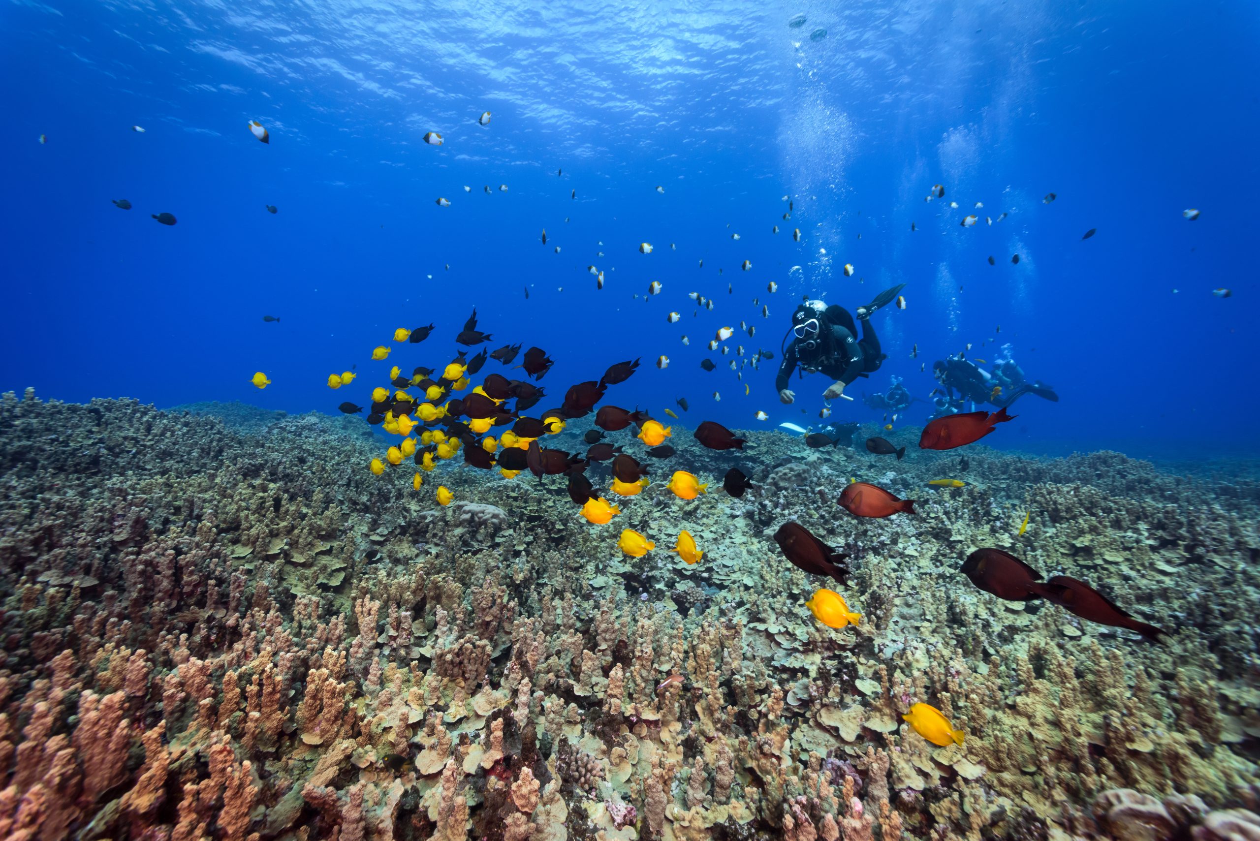 קורס צלילה באילת מחיר