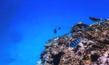 מגיעים לאילת ליום אחד? כך תשלבו צלילה בלוח זמנים שלכם!