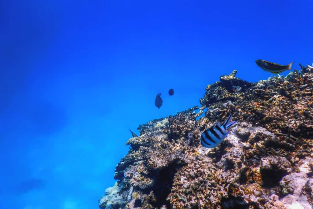 מגיעים לאילת ליום אחד? כך תשלבו צלילה בלוח זמנים שלכם!