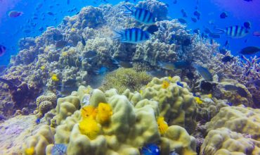 אחרי צלילת ההיכרות: מה הצעד הבא שלכם בעולם הצלילה?