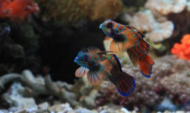 דגים בים סוף