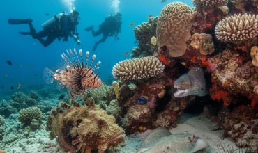 דגים מסוכנים באילת