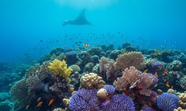 הקשר בין הטמפרטורה בים סוף לגוון האלמוגים